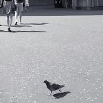 pigeon